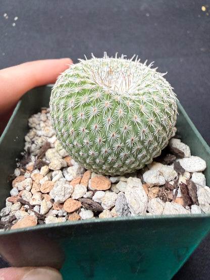 Epithelantha unguispina 780