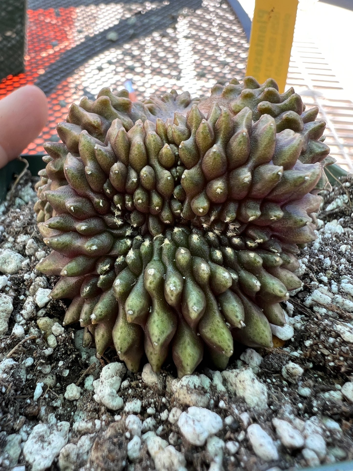 Gymnocalycium inermis crest in 4.25 inch pot