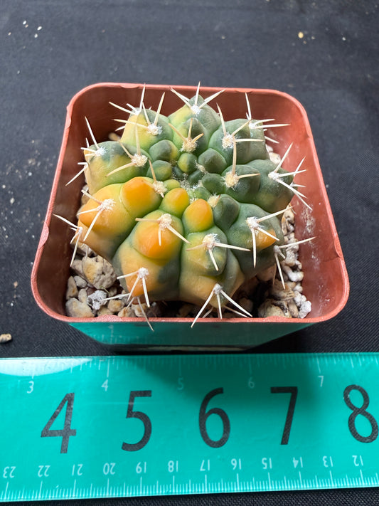 Gymnocalycium ochoterranae variegated