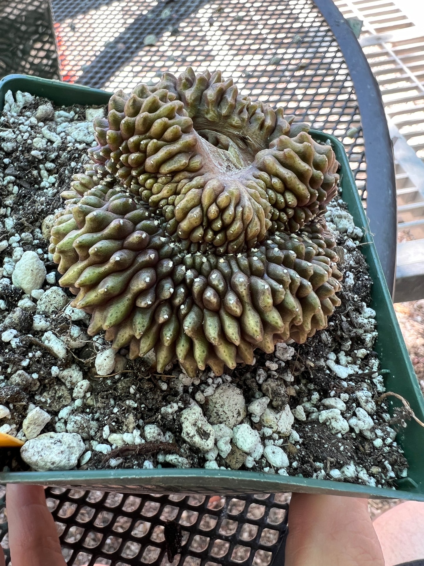 Gymnocalycium inermis crest in 4.25 inch pot