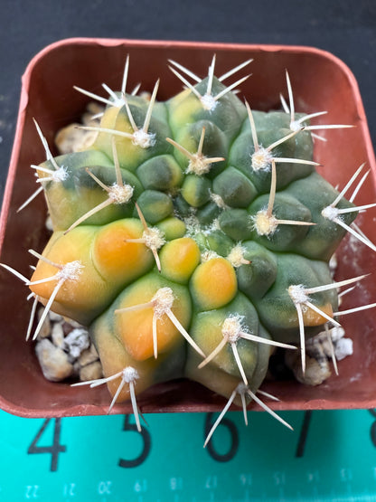 Gymnocalycium ochoterranae variegated