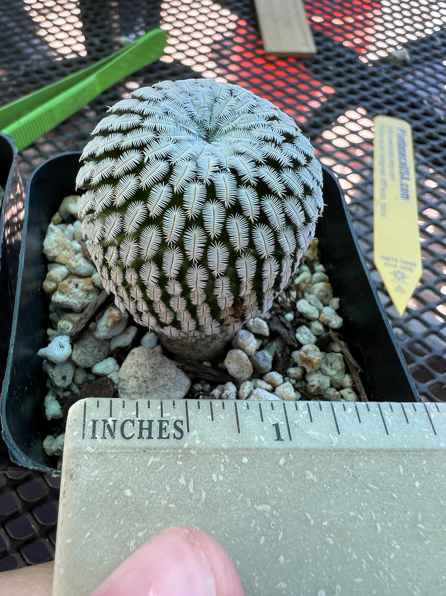 Mammillaria pectinifera in 2.5 inch pot #11