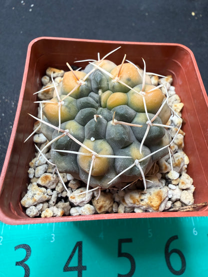 Gymnocalycium ochoterranae variegated 651