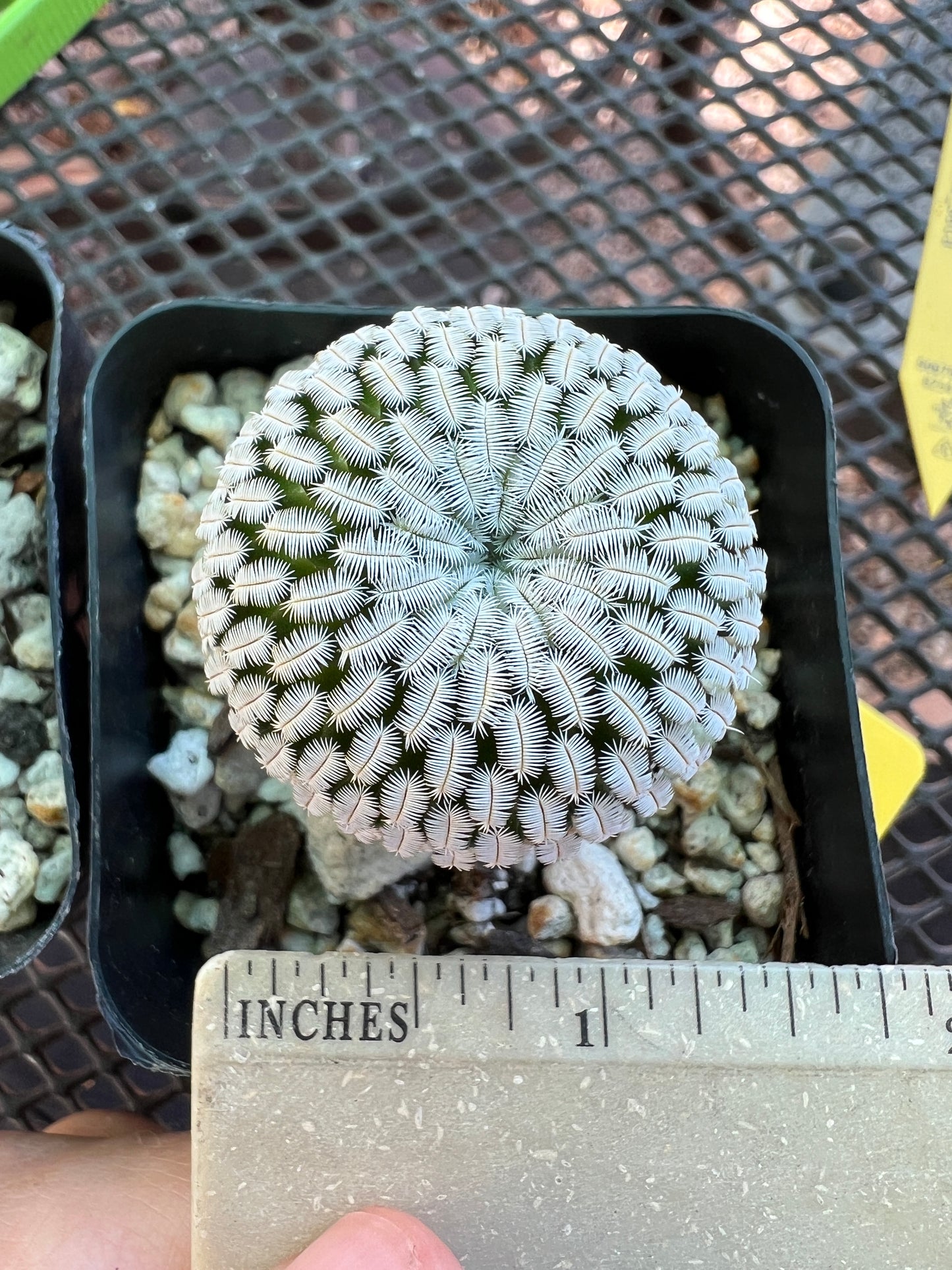 Mammillaria pectinifera in 2.5 inch pot #11