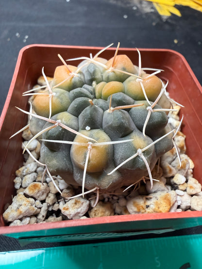 Gymnocalycium ochoterranae variegated 651