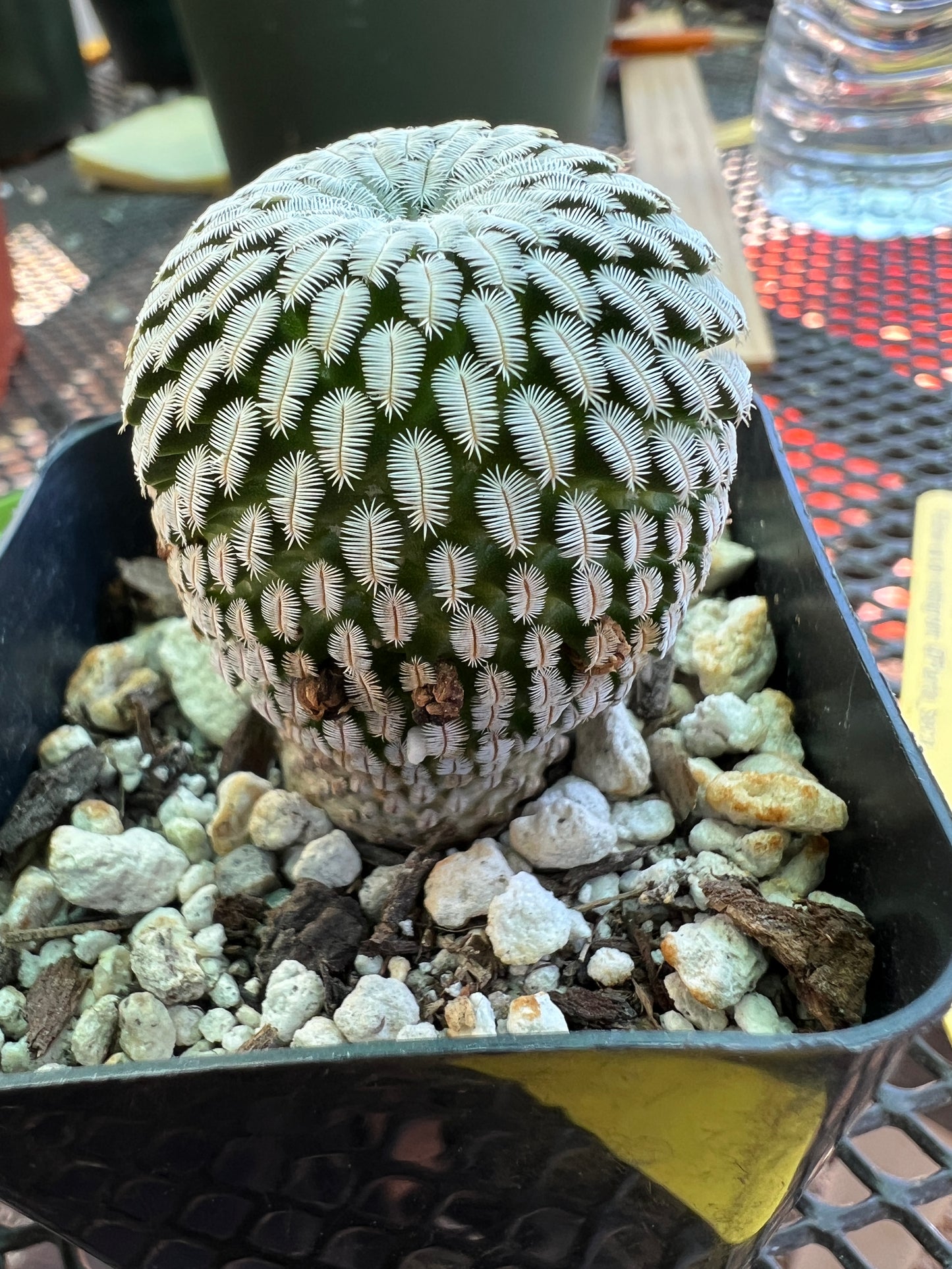 Mammillaria pectinifera in 2.5 inch pot #11