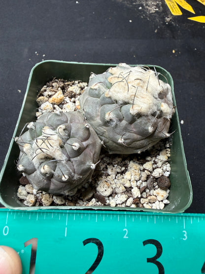 Turbinicarpus lophophoroides two heads 794 free shipping