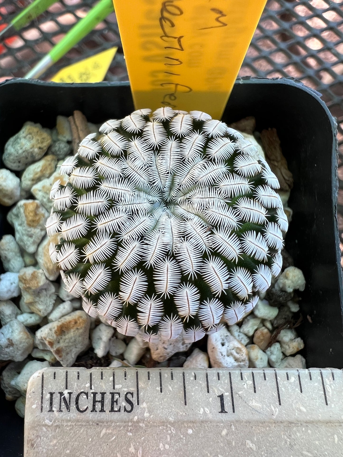 Mammillaria pectinifera cactus in 2.5 inch pot #2