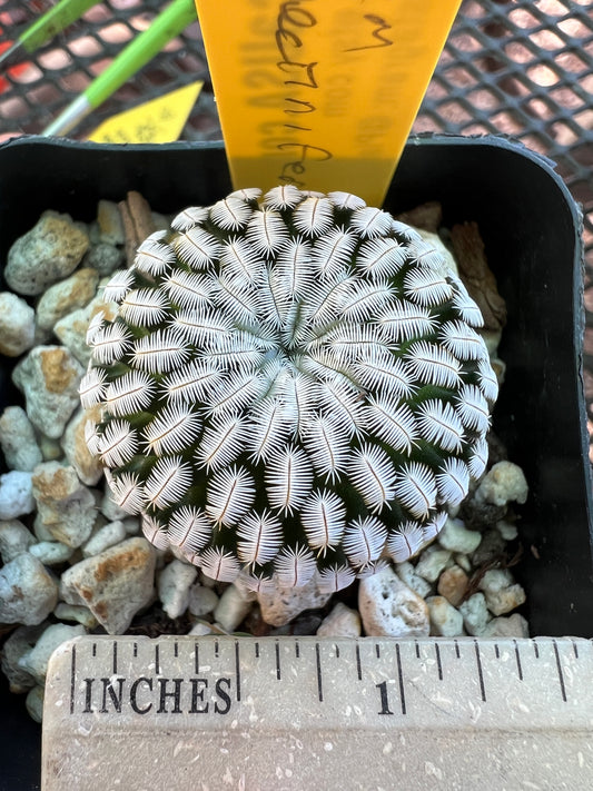 Mammillaria pectinifera cactus in 2.5 inch pot #2