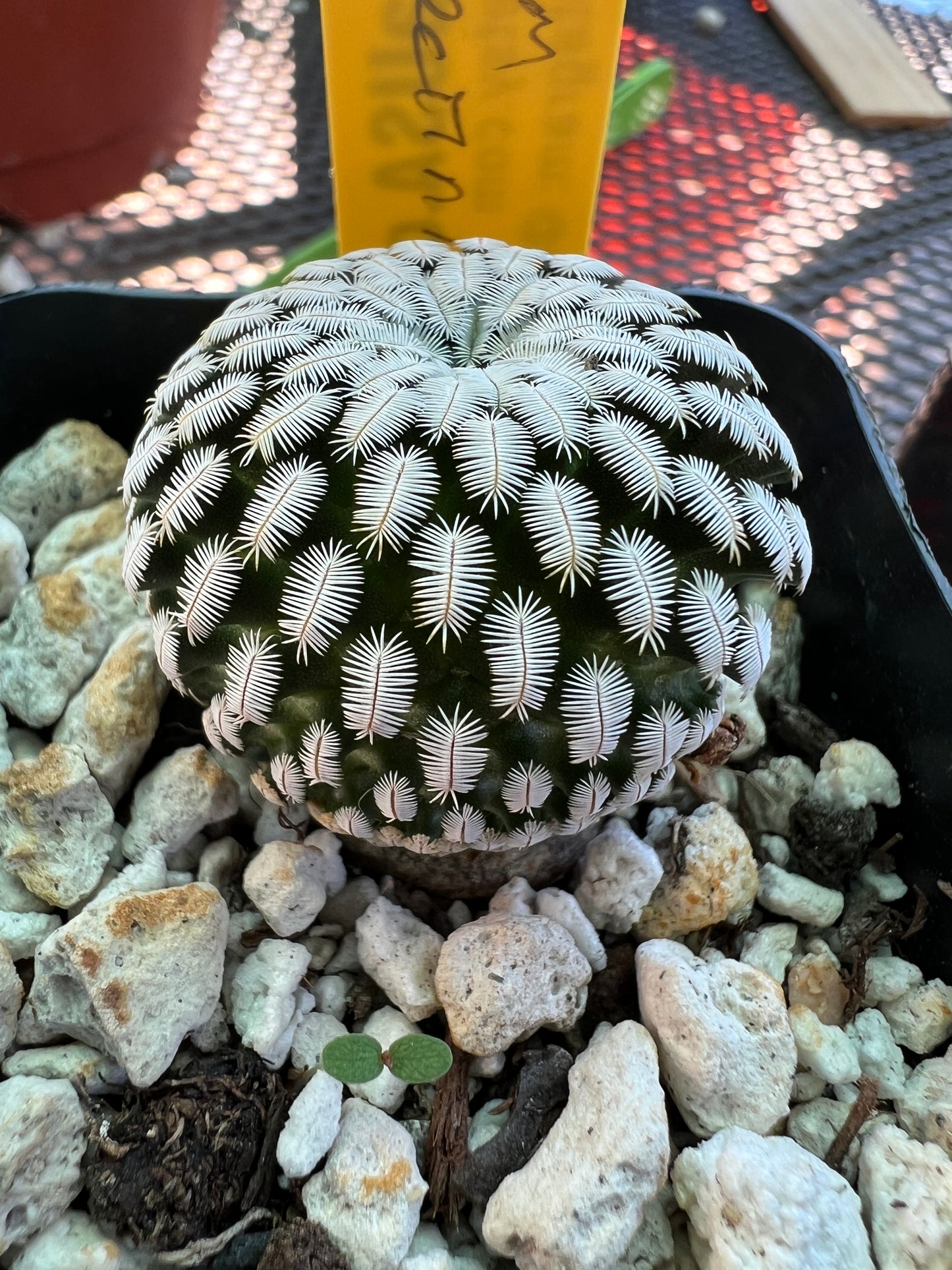 Mammillaria pectinifera cactus in 2.5 inch pot #2