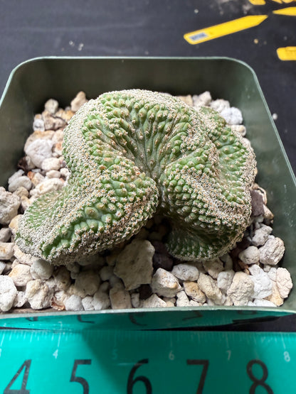 Strombocactus disciformis crest 2.5 inch 710 free shipping