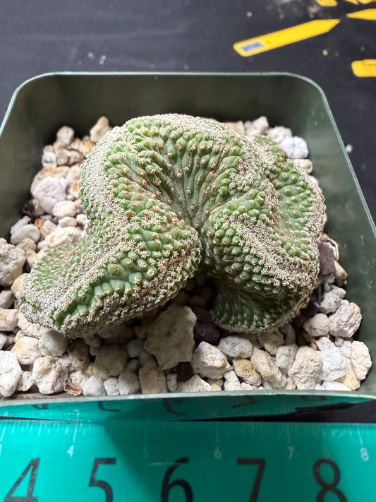 Strombocactus disciformis crest 2.5 inch 710 free shipping