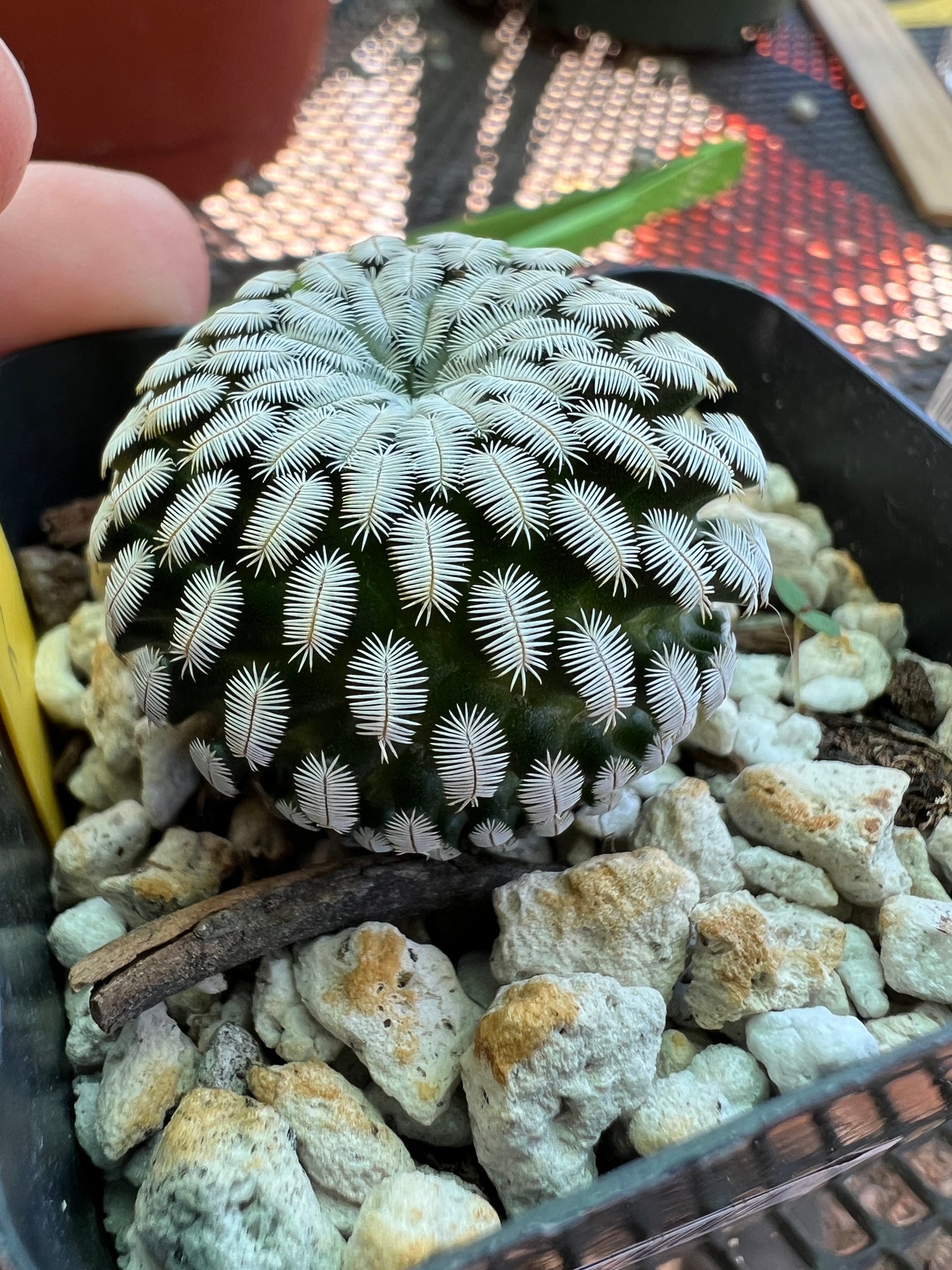 Mammillaria pectinifera cactus in 2.5 inch pot #2