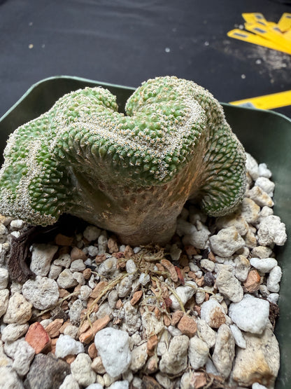 Strombocactus disciformis crest 2.5 inch 710 free shipping