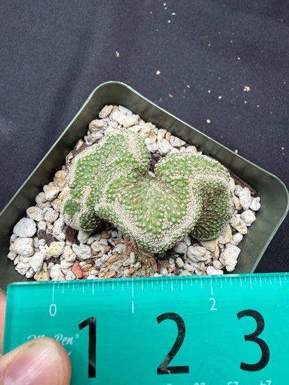 Strombocactus disciformis crest 2.5 inch 710 free shipping