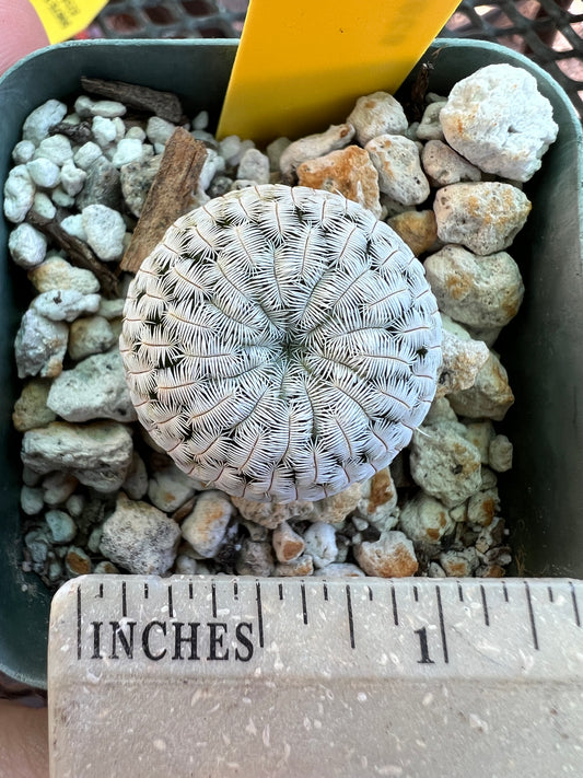 Mammillaria pectinifera cactus in 2 inch pot #2