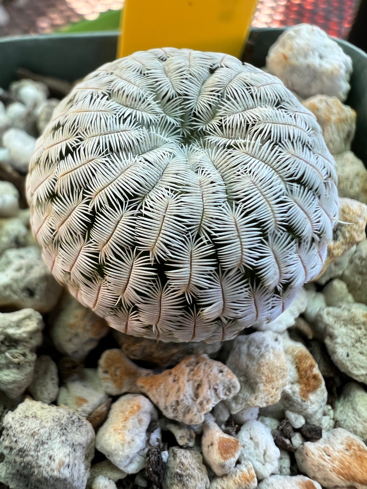 Mammillaria pectinifera cactus in 2 inch pot #2