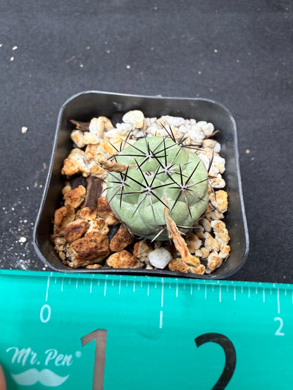 Ortegocactus macdougalii flowering size 748