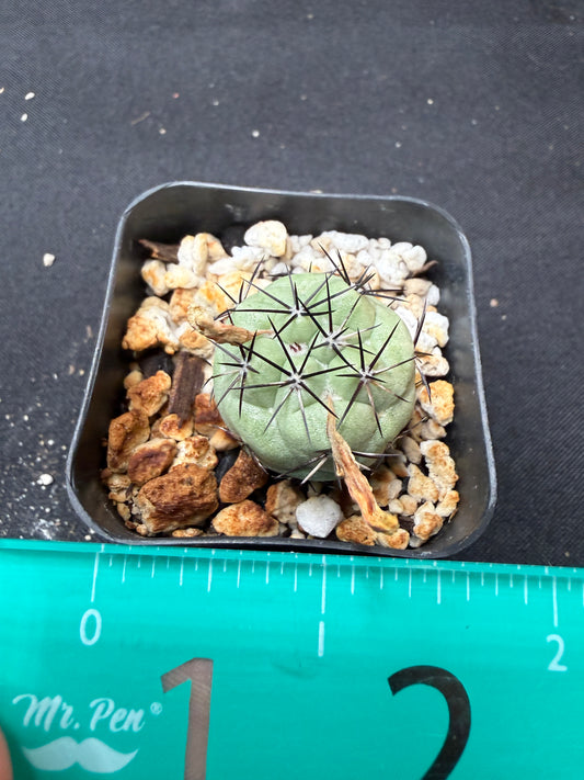 Ortegocactus macdougalii flowering size 748