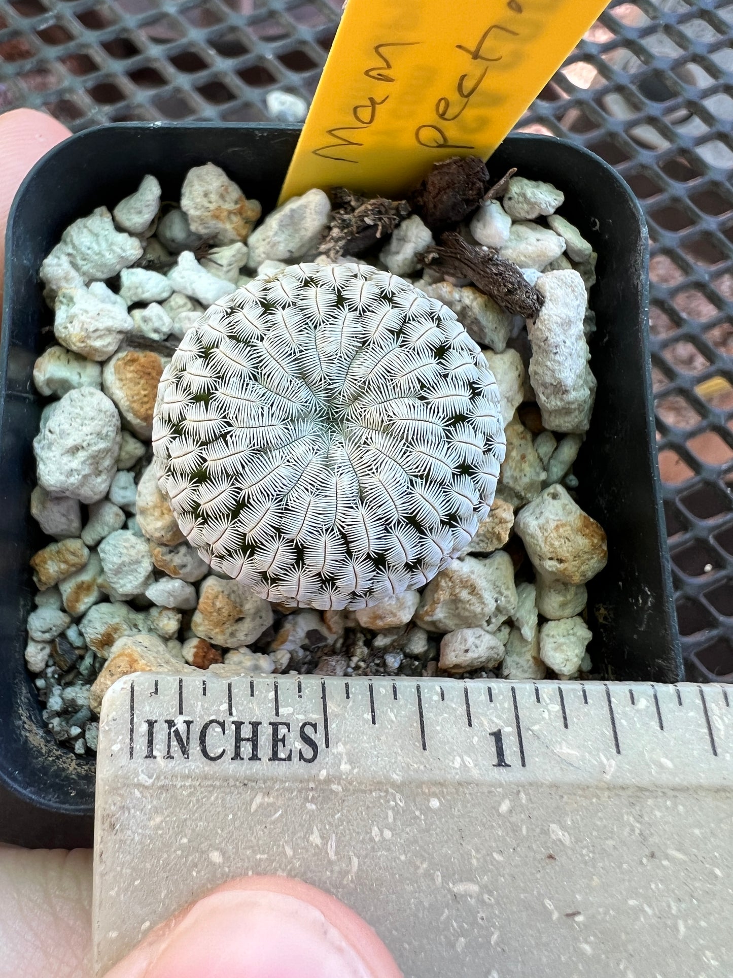 Mammillaria pectinifera cactus #3