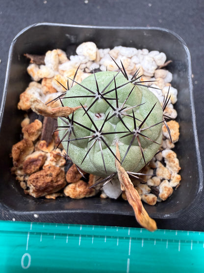 Ortegocactus macdougalii flowering size 748