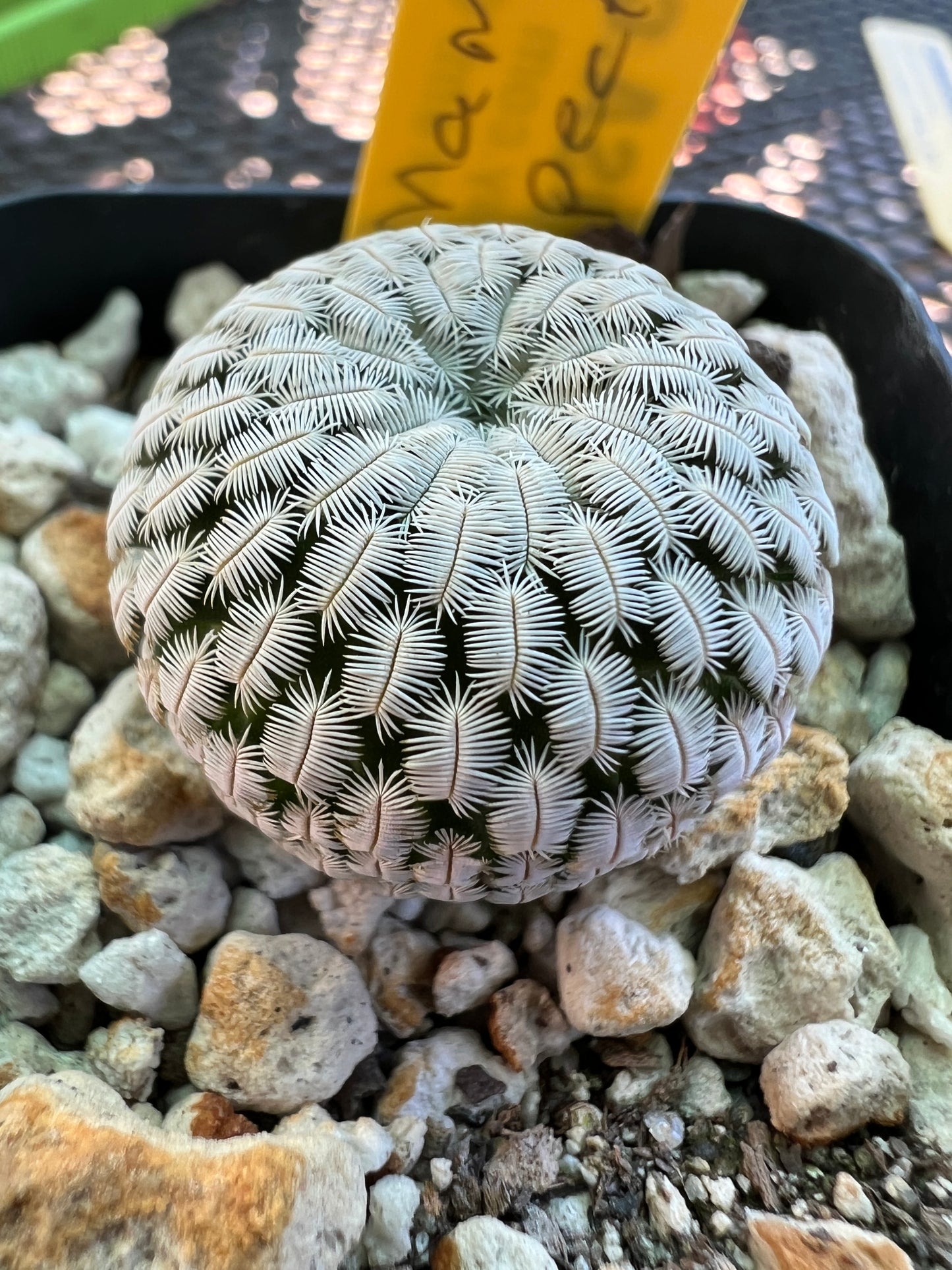 Mammillaria pectinifera cactus #3