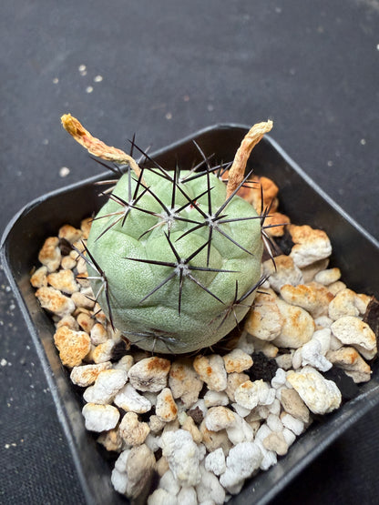 Ortegocactus macdougalii flowering size 748