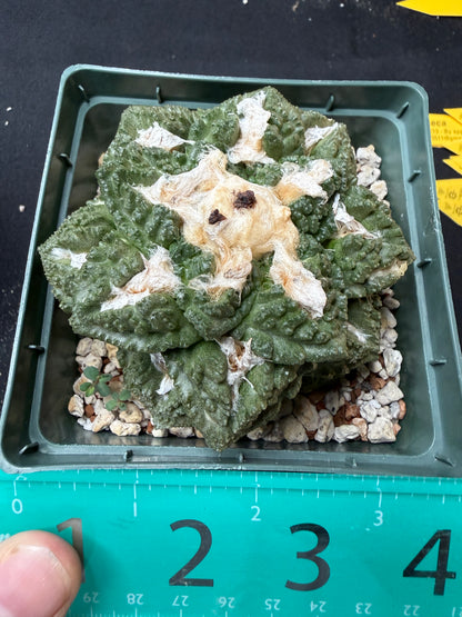 Ariocarpus fissuratus  large beautiful 711 free shipping