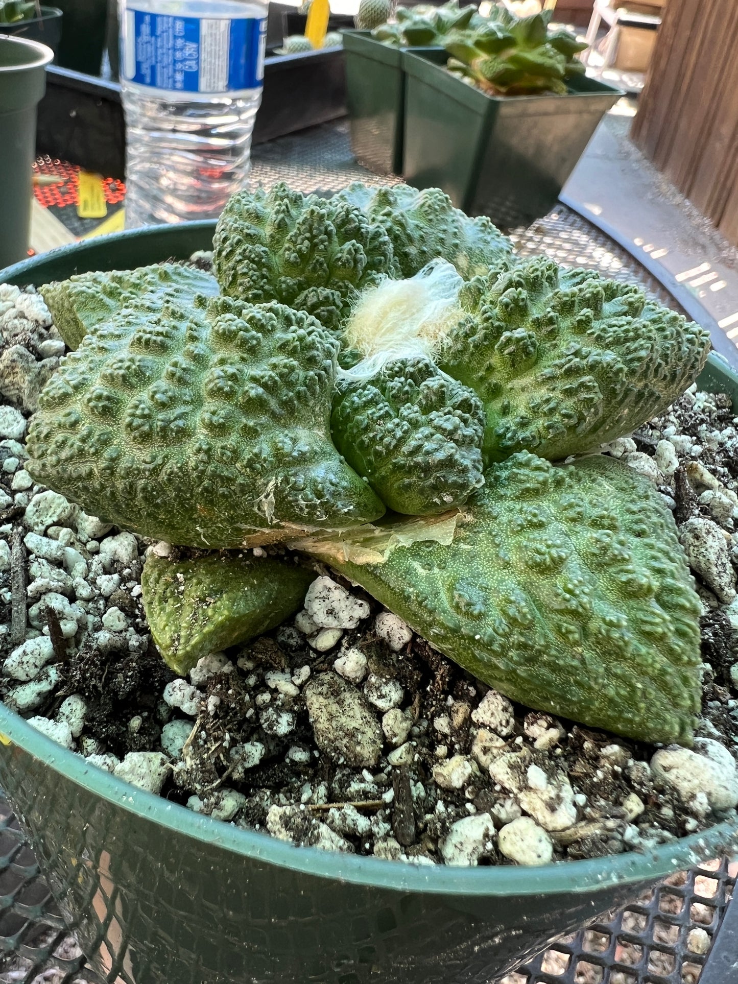 Ariocarpus Super Godzilla in 6 inch pot very nice