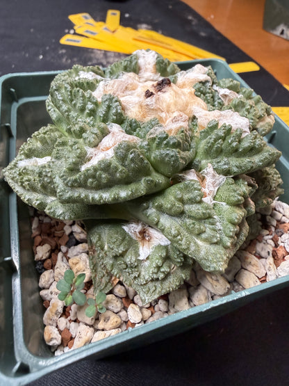 Ariocarpus fissuratus  large beautiful 711 free shipping
