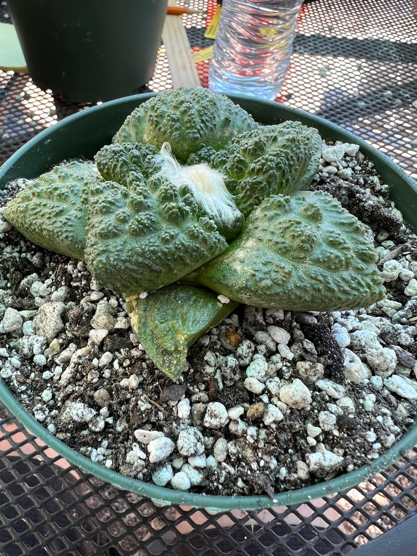 Ariocarpus Super Godzilla in 6 inch pot very nice