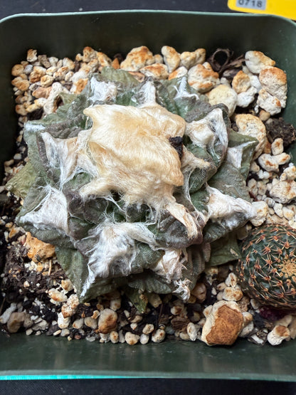 Ariocarpus fissuratus nice form 718