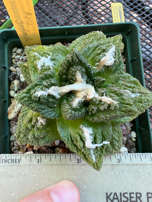 Ariocarpus Godzilla in 4.25 inch pot #1