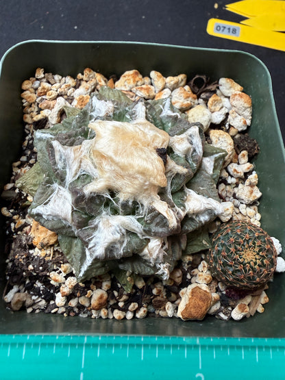 Ariocarpus fissuratus nice form 718