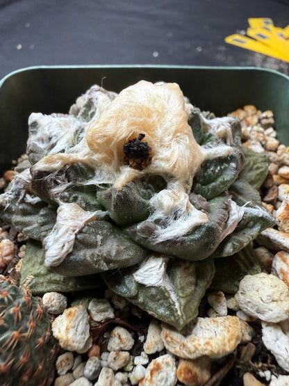 Ariocarpus fissuratus nice form 718