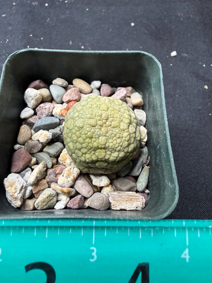Pseudolithos migiurtinus 562 cheap