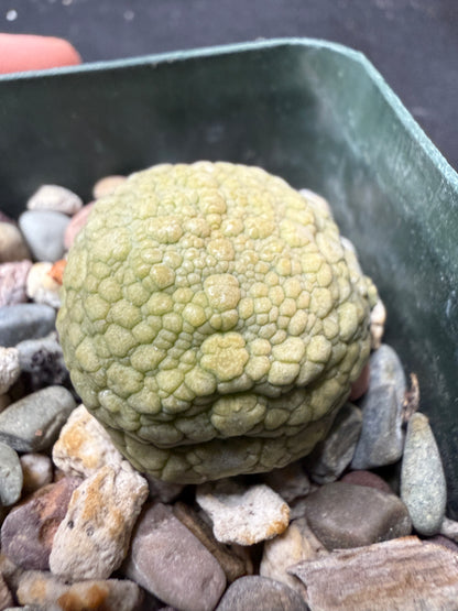 Pseudolithos migiurtinus 562 cheap