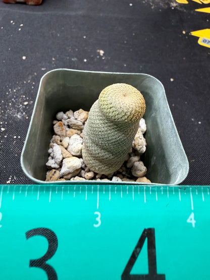 Epithelantha bokei rare 200
