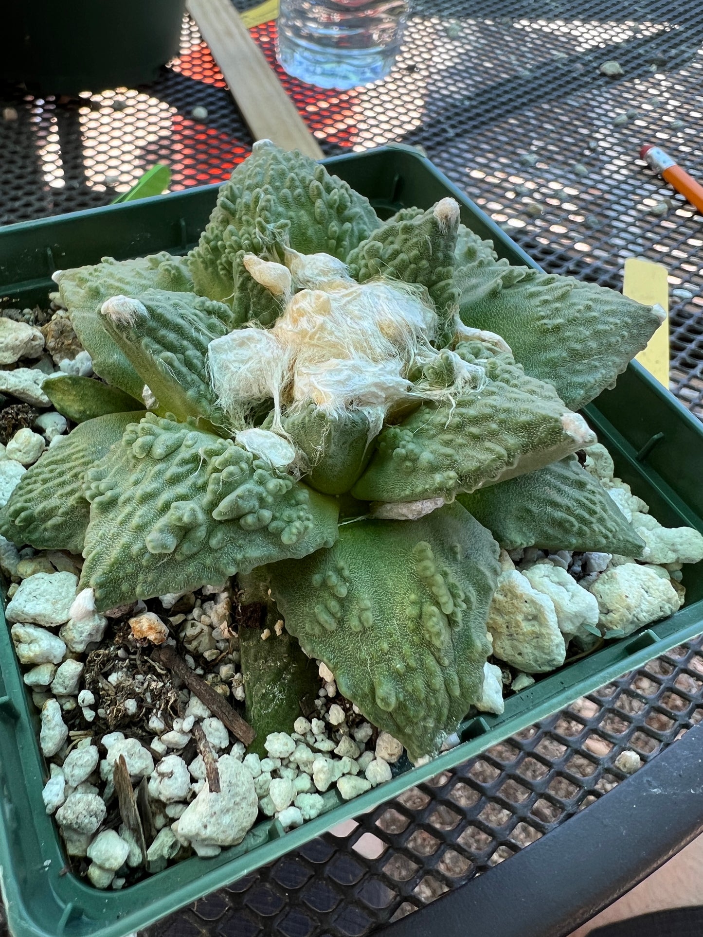 Ariocarpus caulizilla rare cactus very nice in 4.25 inch pot