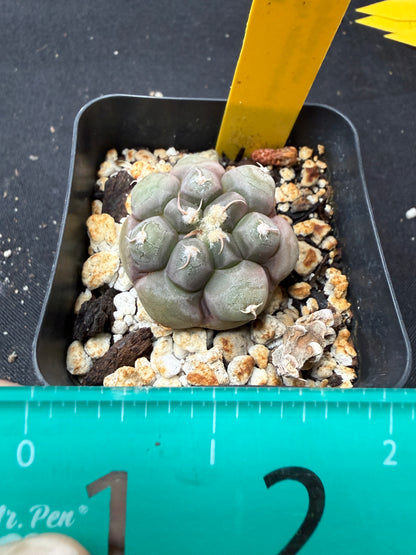 Gymnocalycium prochazkeanum rare 732