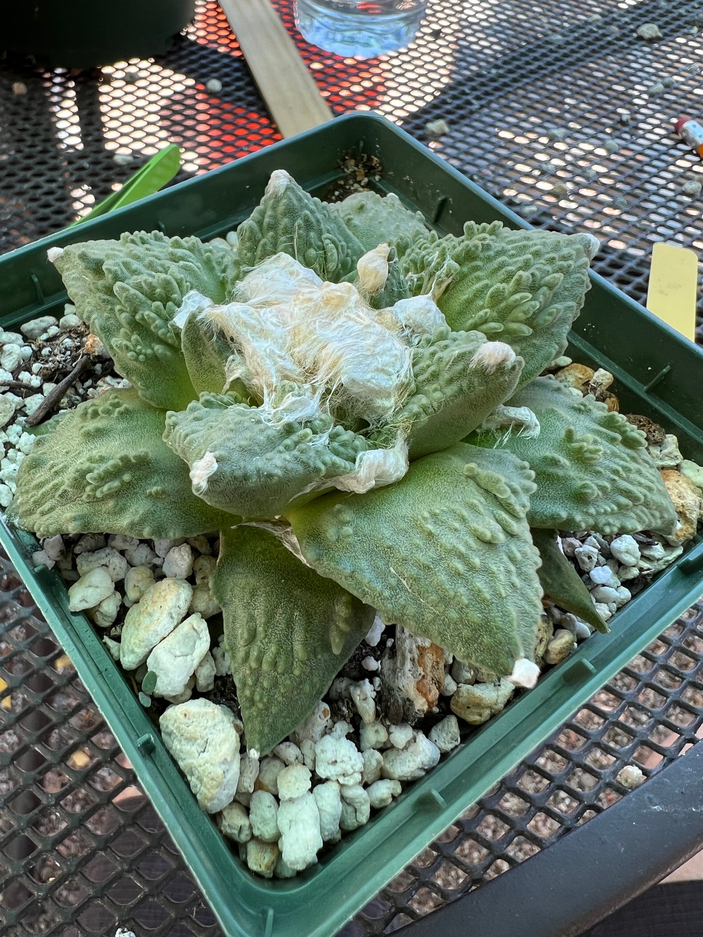 Ariocarpus caulizilla rare cactus very nice in 4.25 inch pot