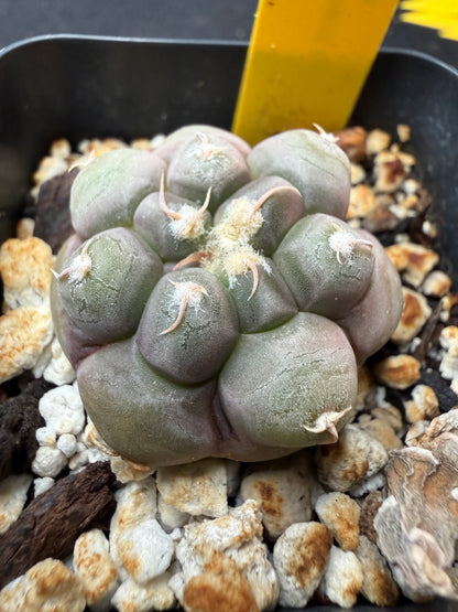 Gymnocalycium prochazkeanum rare 732
