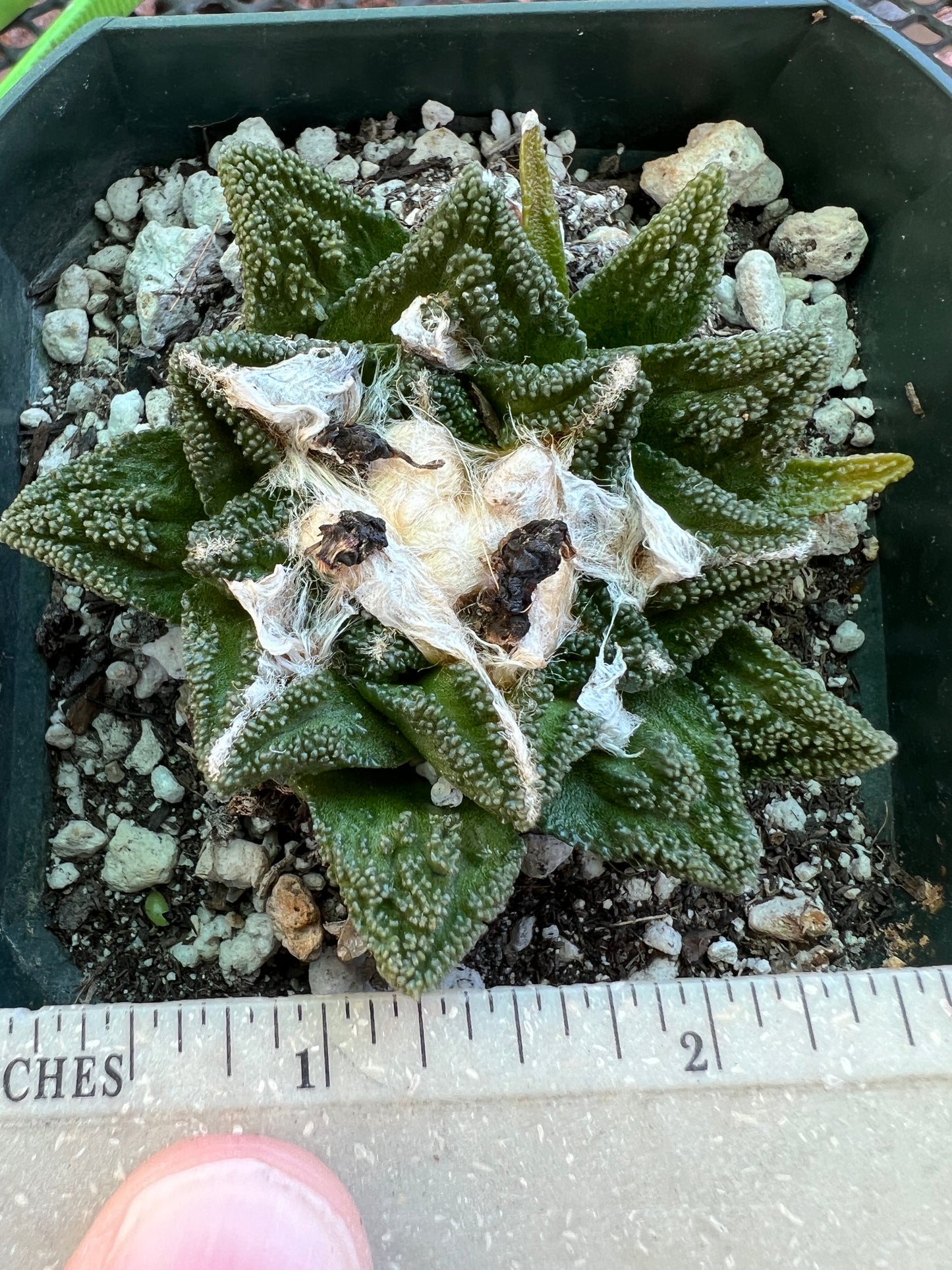 Ariocarpus Hintonii in 3.25 inch pot rare