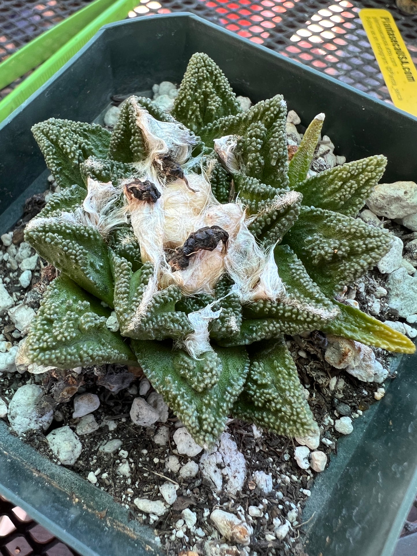 Ariocarpus Hintonii in 3.25 inch pot rare