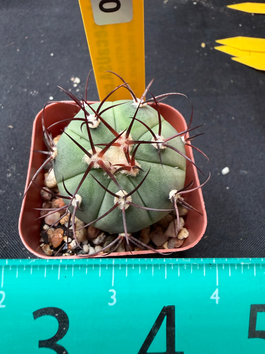 Gymnocalycium cabreraense rare 020