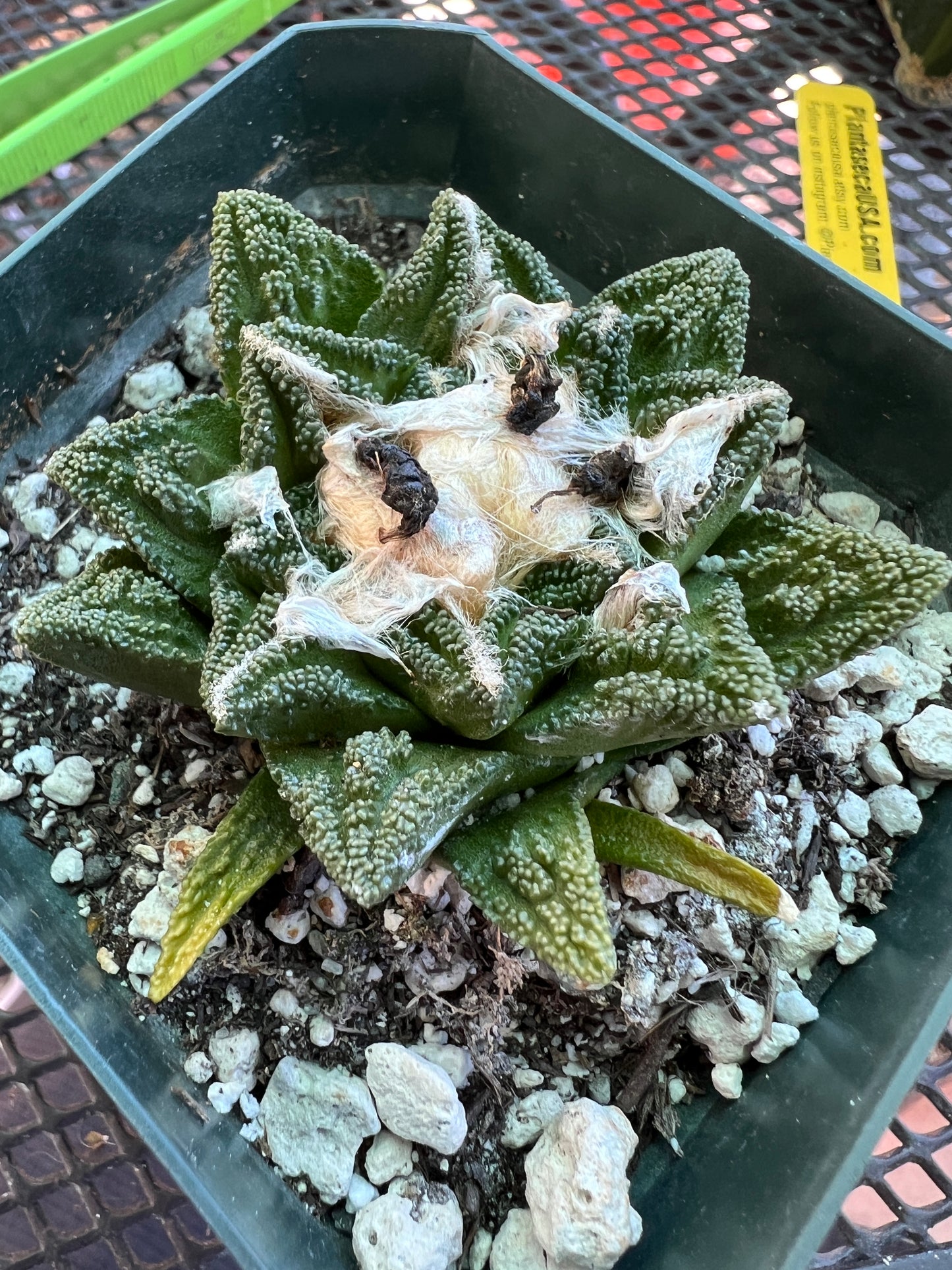 Ariocarpus Hintonii in 3.25 inch pot rare