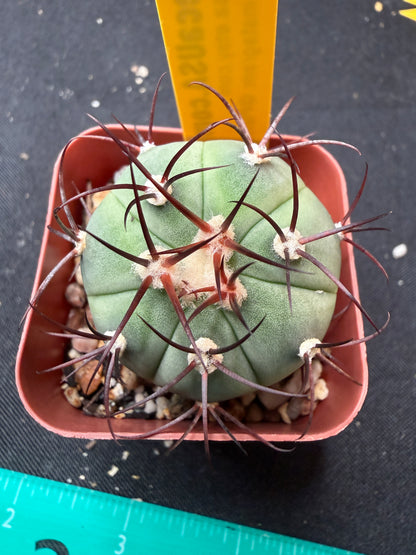 Gymnocalycium cabreraense rare 020
