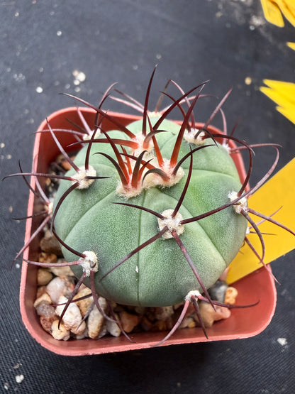 Gymnocalycium cabreraense rare 020