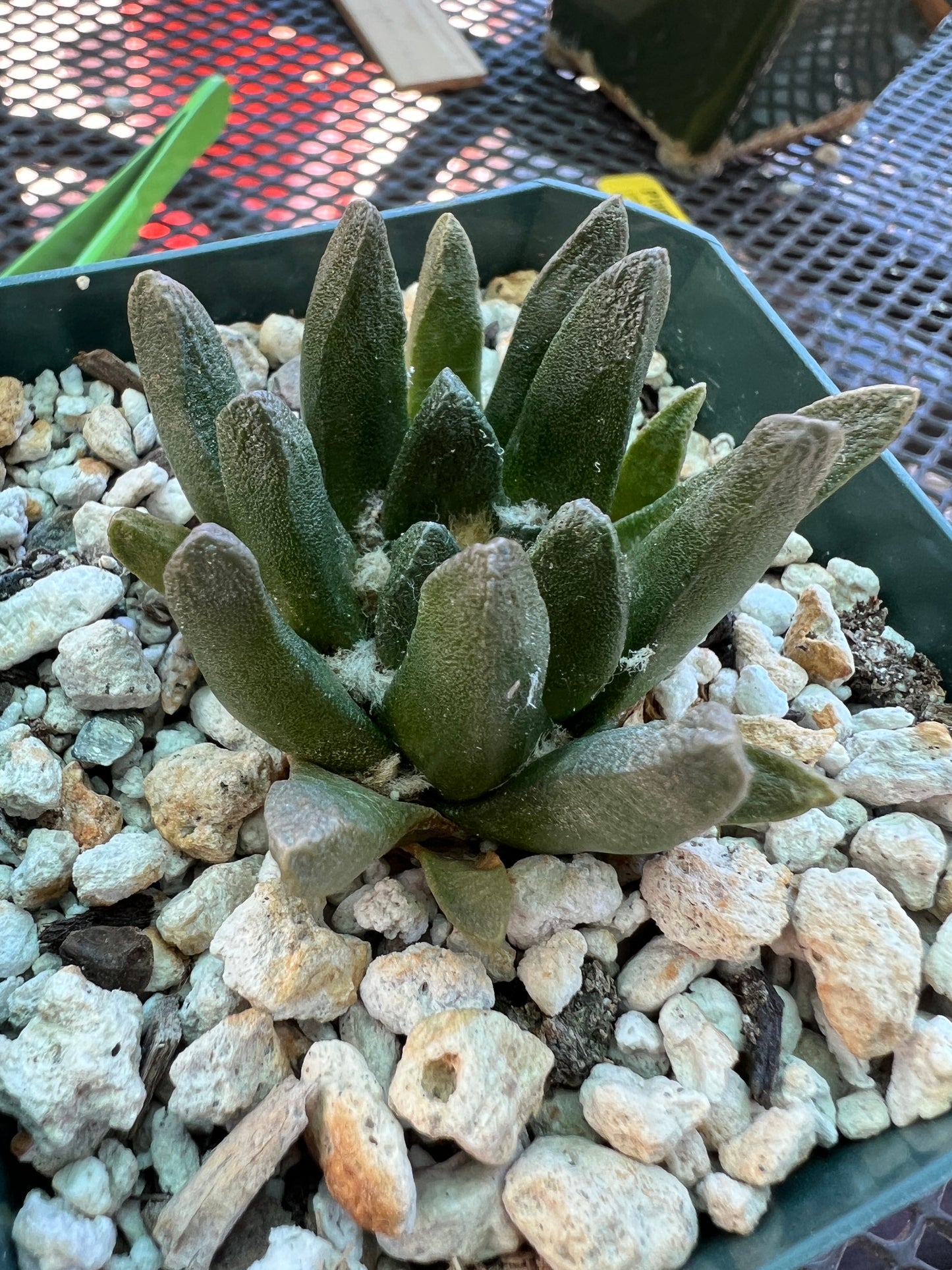 Ariocarpus scapharostris cactus rare in 3.25 inch pot nice