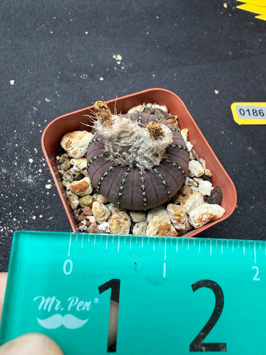Frailea Castaneda 186